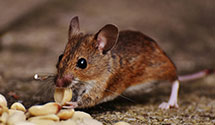 hospital-and-healthcare-facility-pest-management Experts in S Hadley